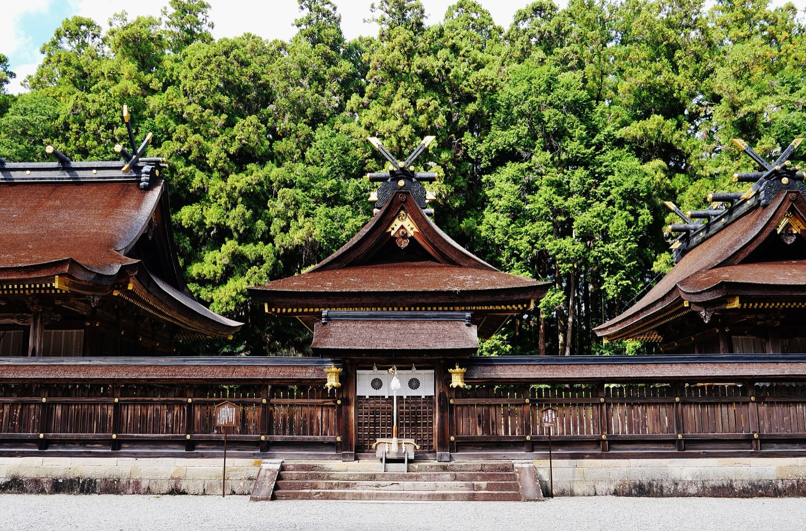 The cypress-bark-roofed main sanctuary halls of Kumano Hongu Taisha, set against a forest of tall cedars
